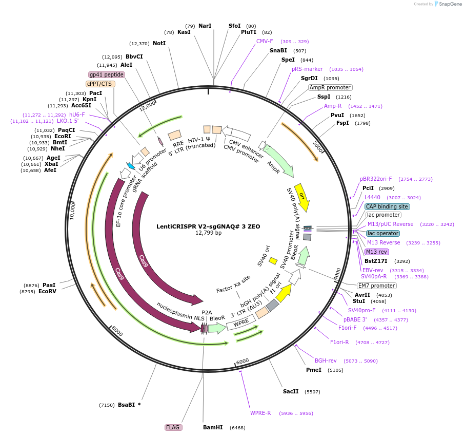 241964-plasmid-map-sequence-id-482209