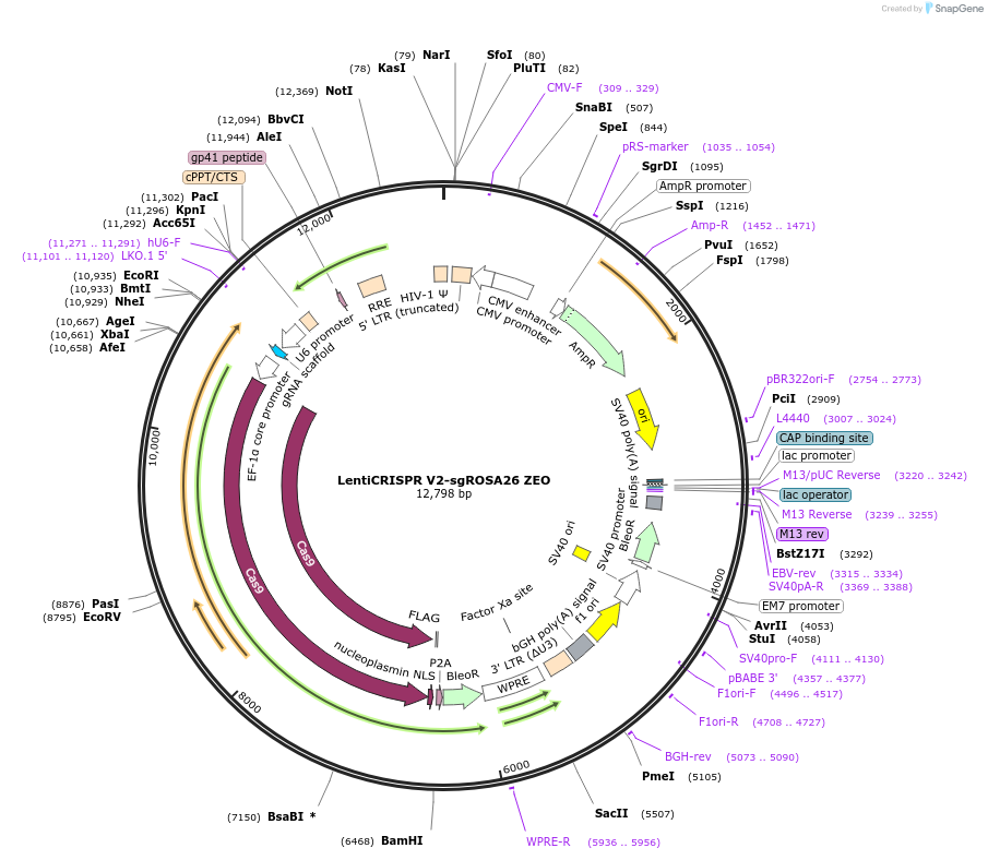 241965-plasmid-map-sequence-id-482210