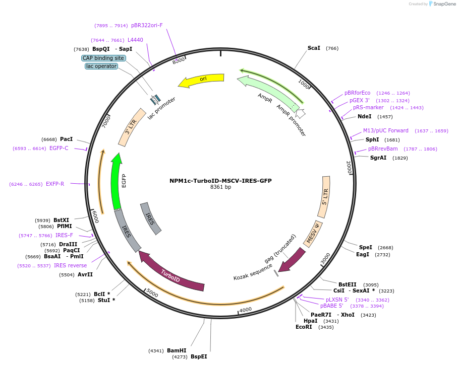 240129-plasmid-map-sequence-id-482290