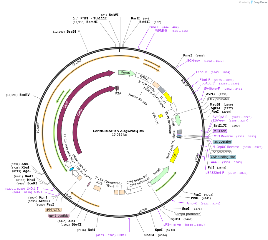 241935-plasmid-map-sequence-id-482330