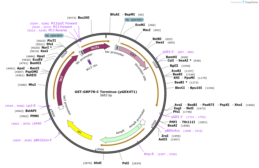 238423-plasmid-map-sequence-id-482333