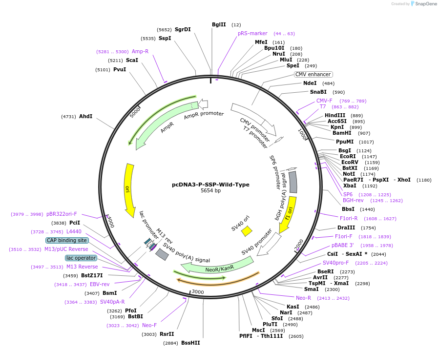 238431-plasmid-map-sequence-id-482338