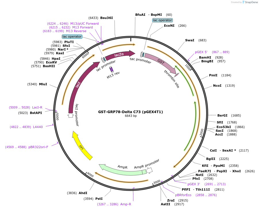 238427-plasmid-map-sequence-id-482348