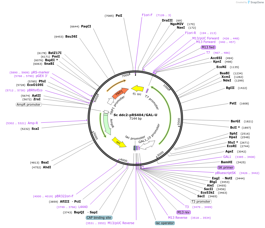 240738-plasmid-map-sequence-id-482349