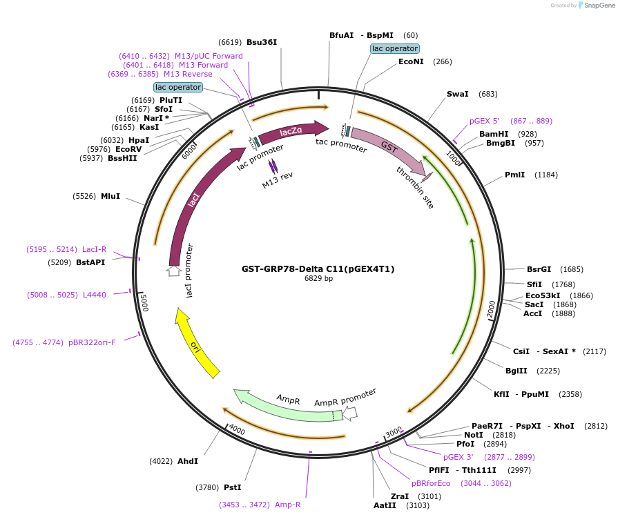 238425-plasmid-map-sequence-id-482354