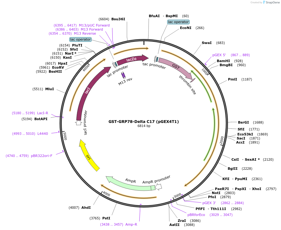 238426-plasmid-map-sequence-id-482359