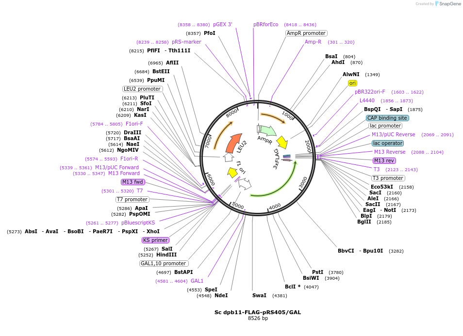 240739-plasmid-map-sequence-id-482361