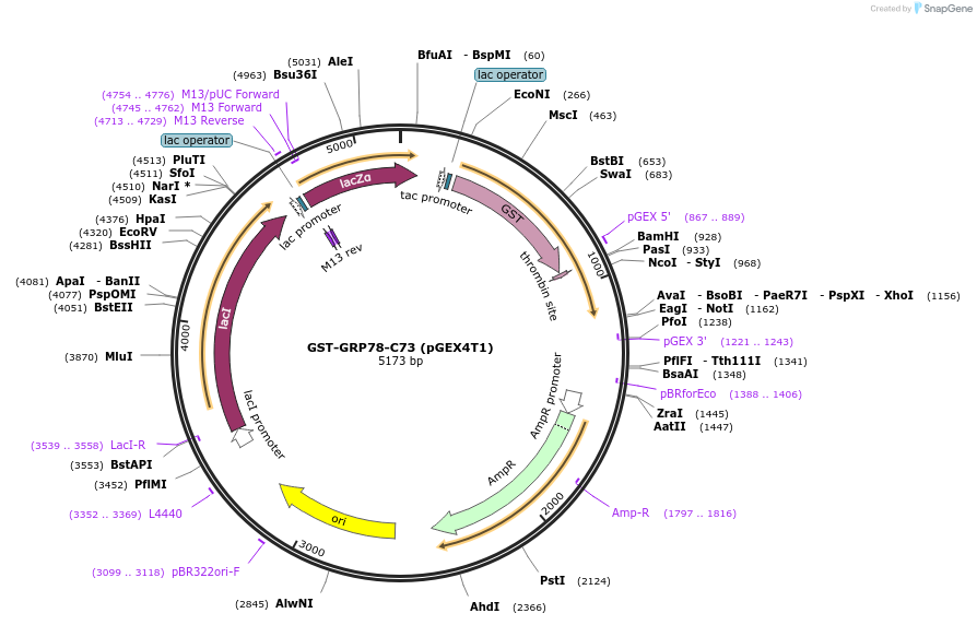238428-plasmid-map-sequence-id-482362