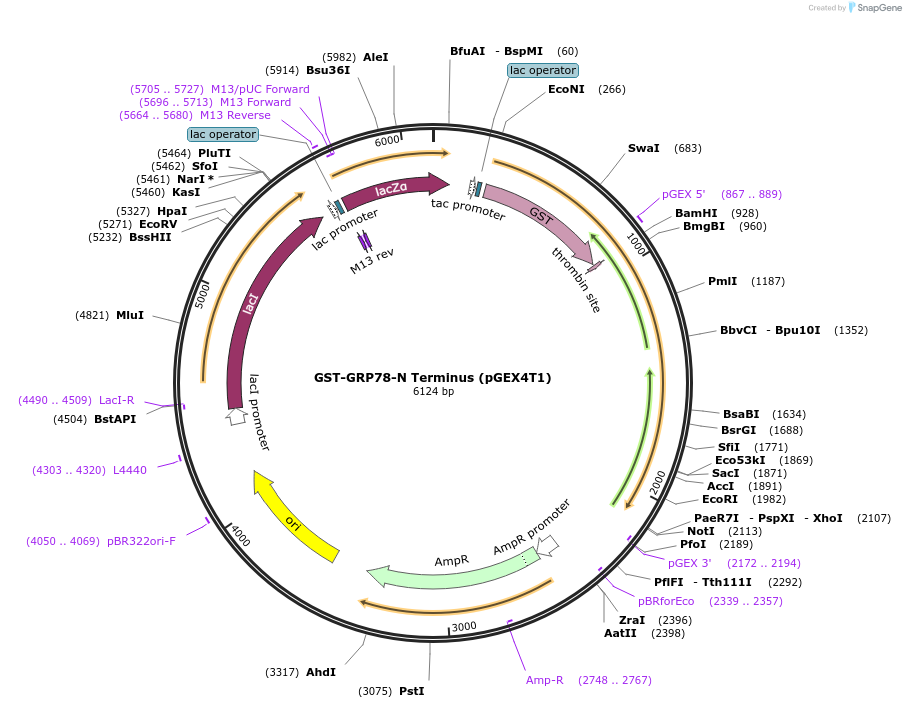 238422-plasmid-map-sequence-id-482367