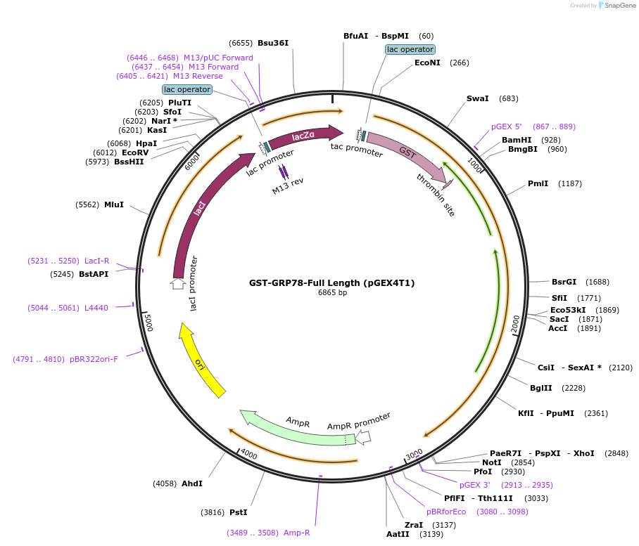 238421-plasmid-map-sequence-id-482368