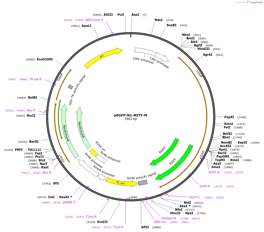 38131-plasmid-map-sequence-id-48237