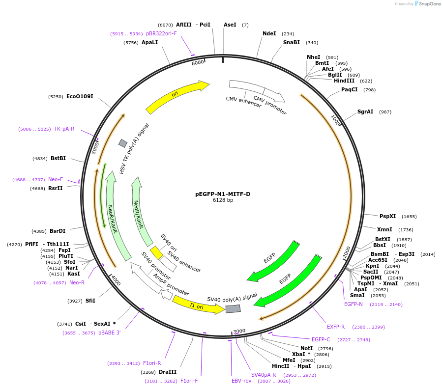 38133-plasmid-map-sequence-id-48239