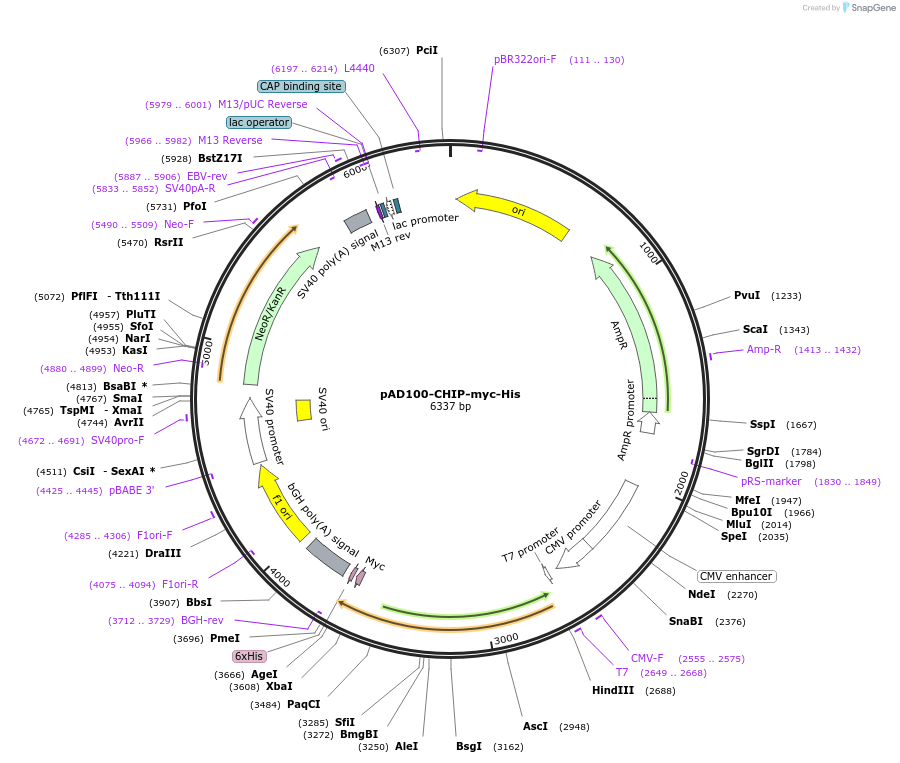 236054-plasmid-map-sequence-id-482404