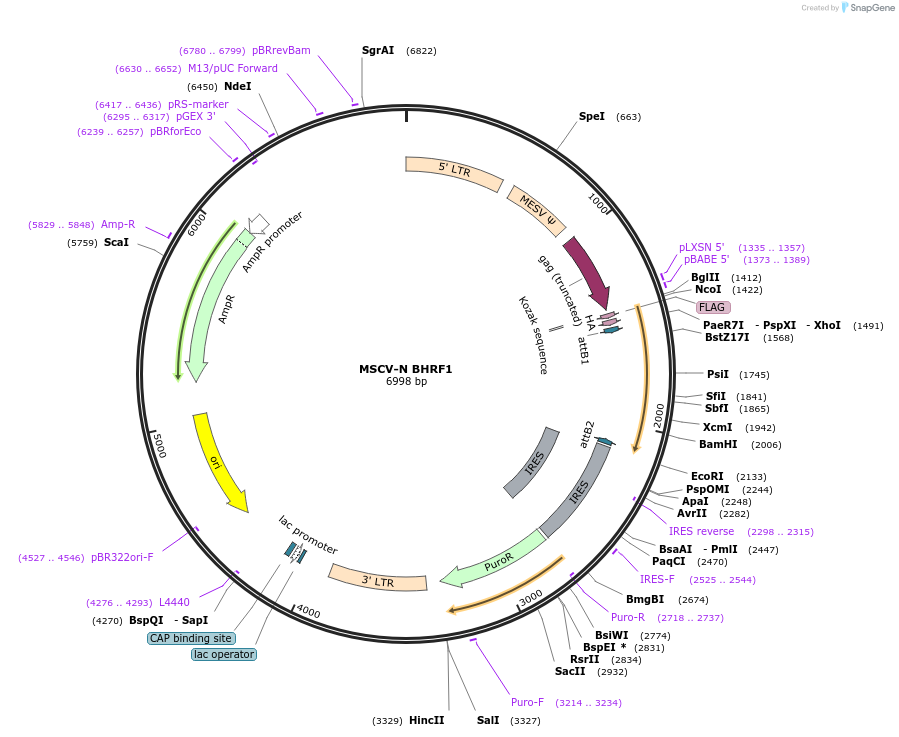 37937-plasmid-map-sequence-id-482417