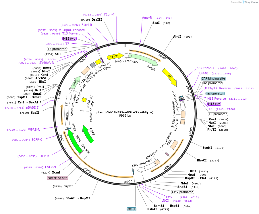 237226-plasmid-map-sequence-id-482432