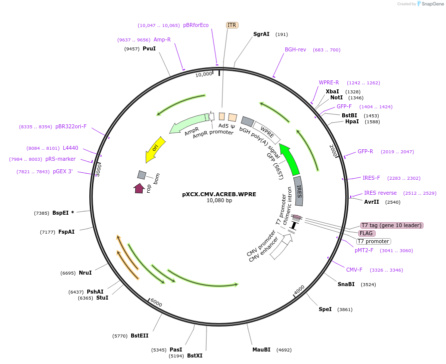 38051-plasmid-map-sequence-id-48244