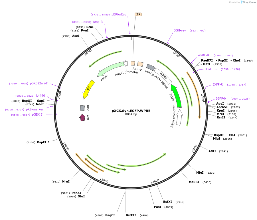 38052-plasmid-map-sequence-id-48245