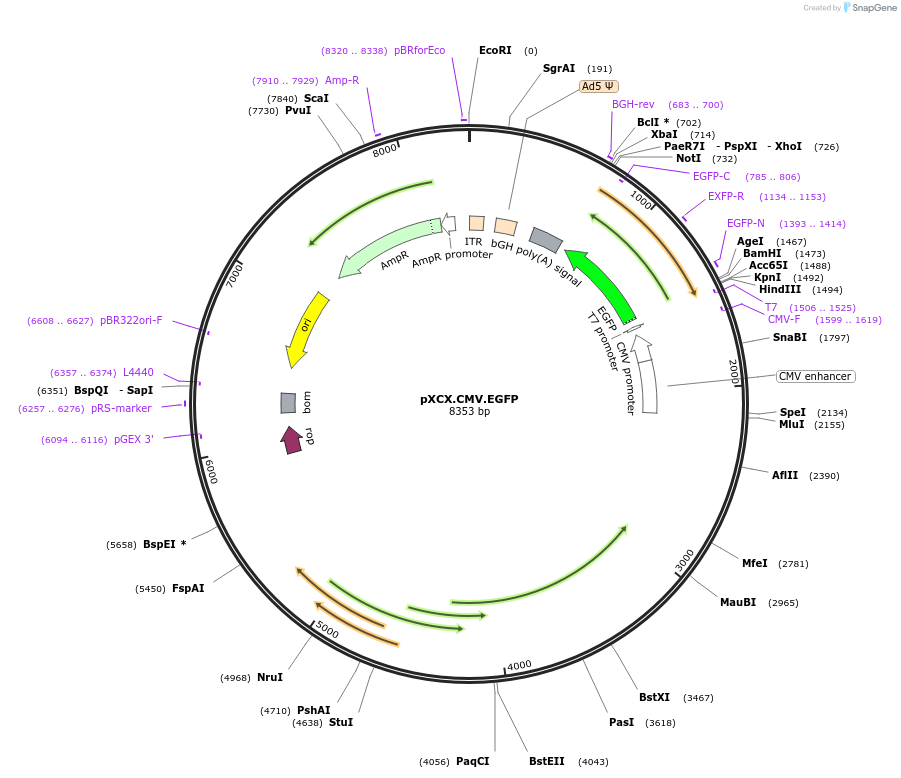 38053-plasmid-map-sequence-id-48246
