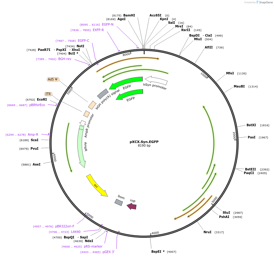 38054-plasmid-map-sequence-id-48247