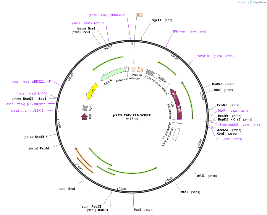 38057-plasmid-map-sequence-id-48257