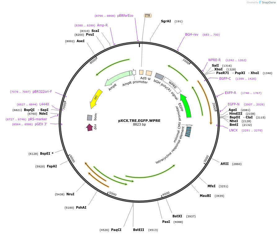 38060-plasmid-map-sequence-id-48258