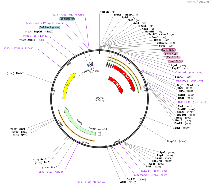 38144-plasmid-map-sequence-id-48260