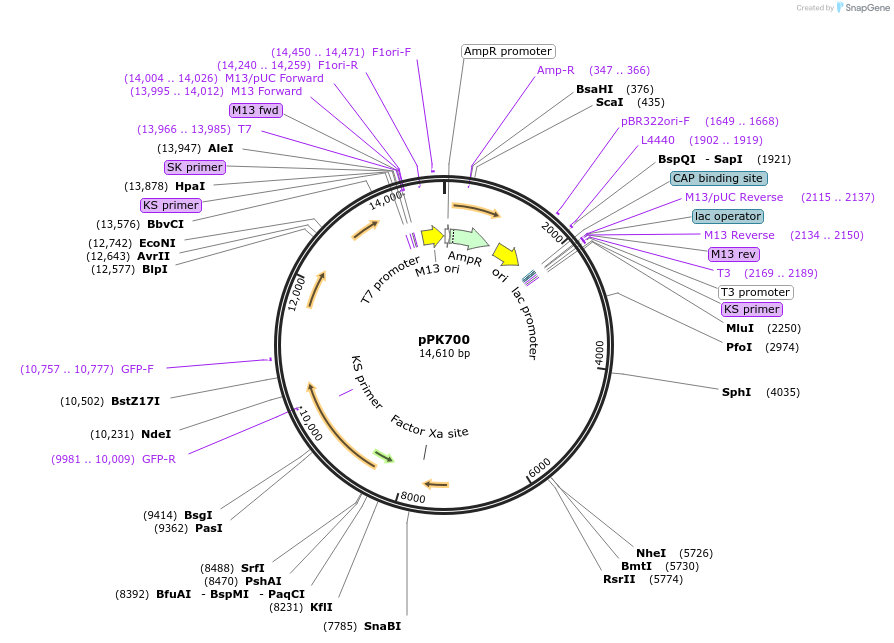 38146-plasmid-map-sequence-id-48264