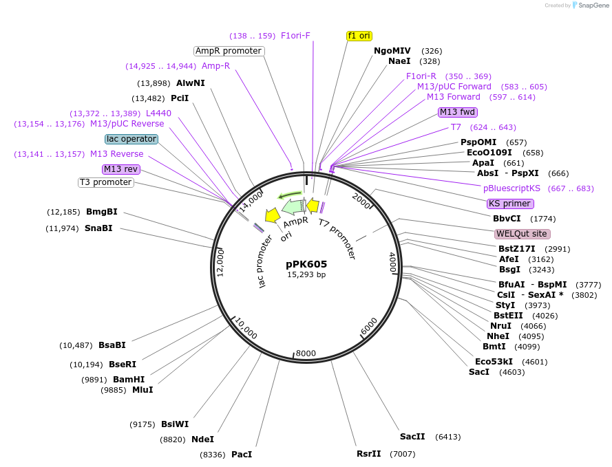 38148-plasmid-map-sequence-id-48266