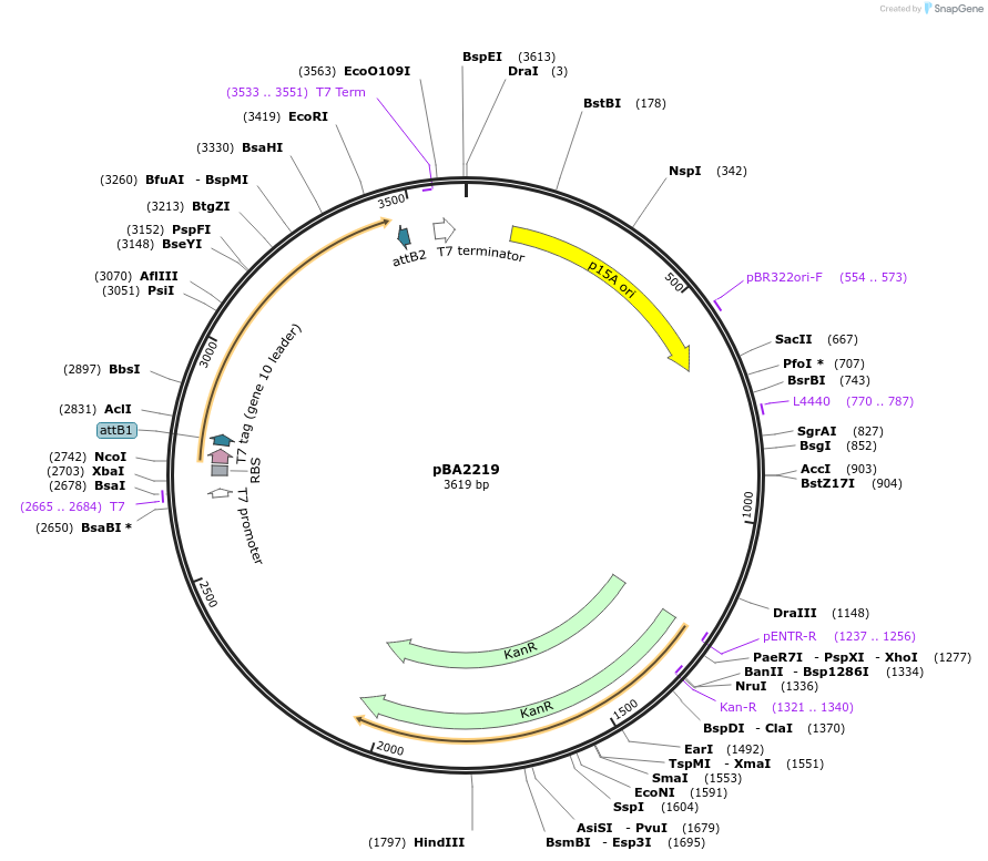 38152-plasmid-map-sequence-id-48267