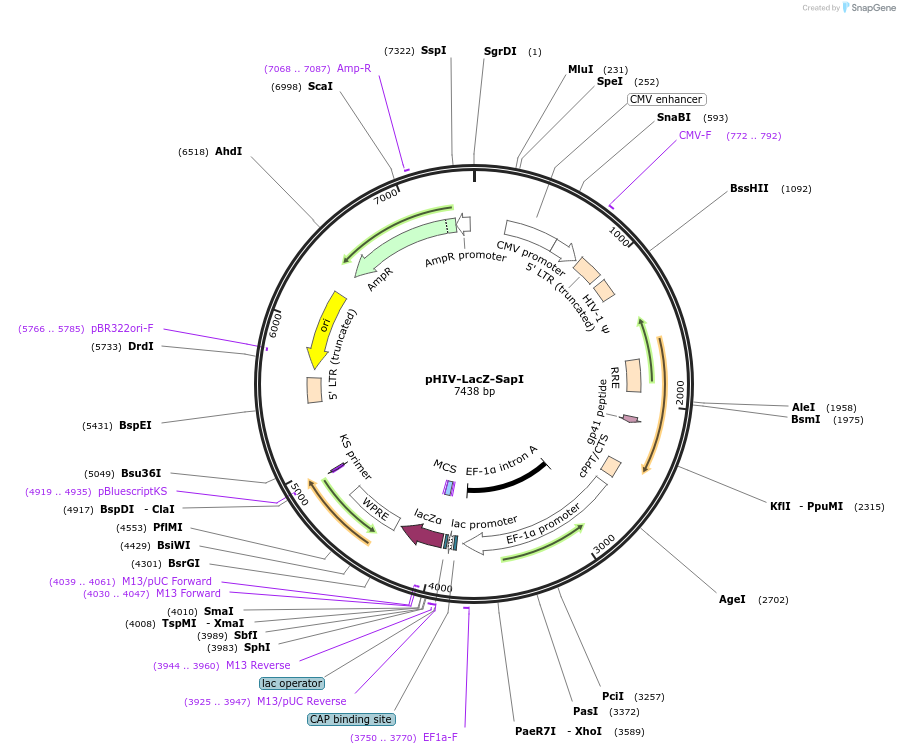237610-plasmid-map-sequence-id-482724