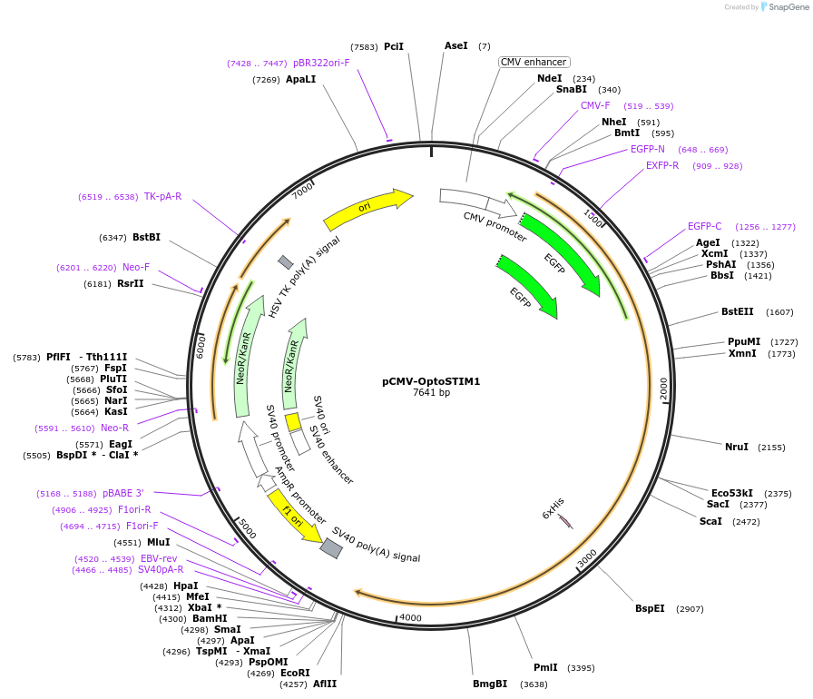 70159-plasmid-map-sequence-id-482786