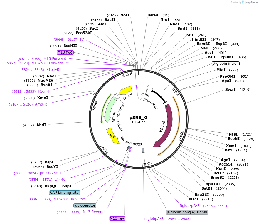 240260-plasmid-map-sequence-id-482808
