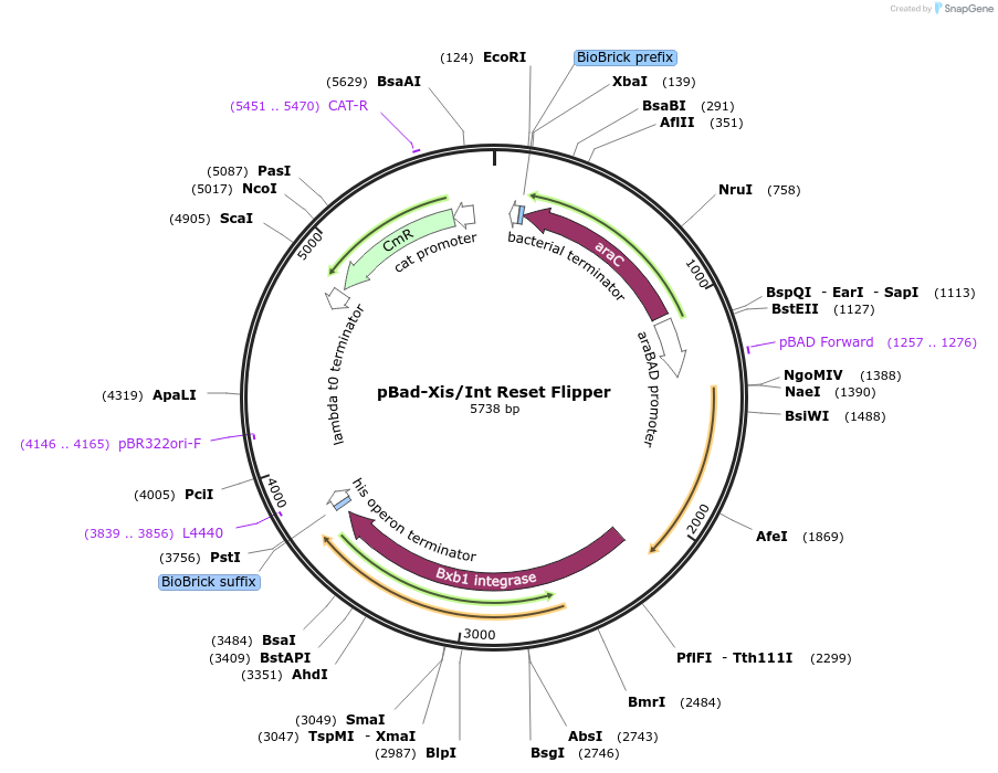 38207-plasmid-map-sequence-id-48283
