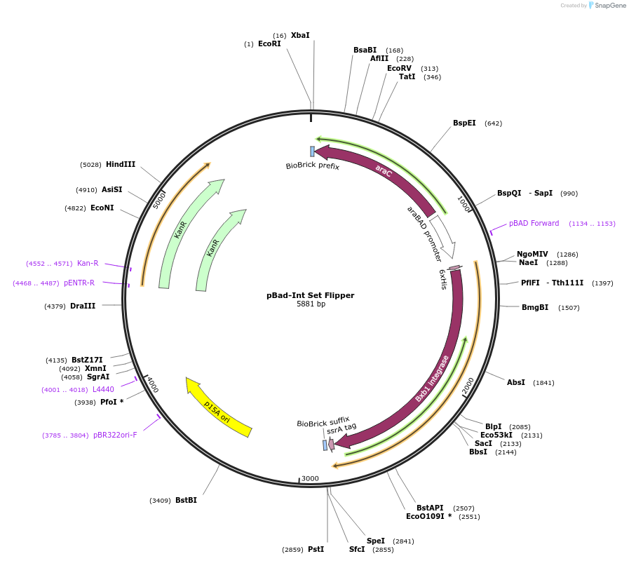 38209-plasmid-map-sequence-id-48285