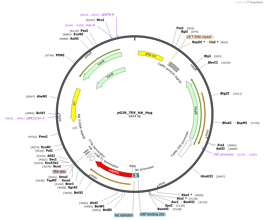 240657-plasmid-map-sequence-id-482859
