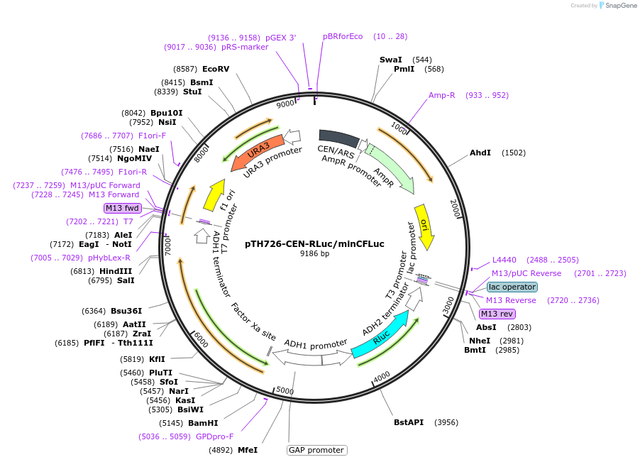 38210-plasmid-map-sequence-id-48286