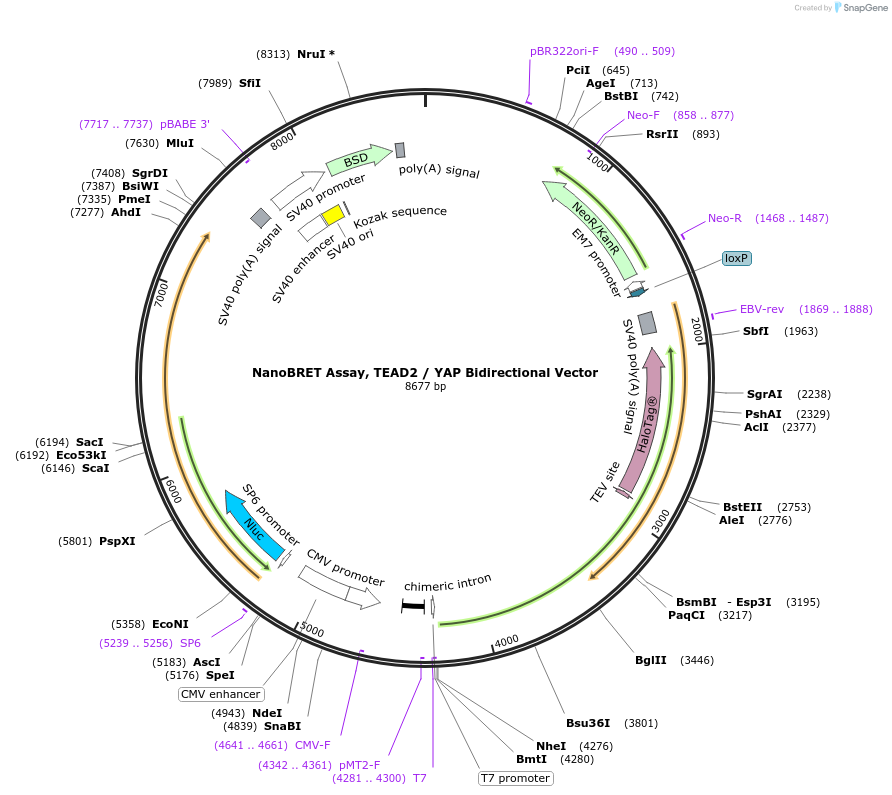 238669-plasmid-map-sequence-id-482866