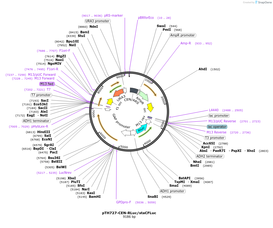38211-plasmid-map-sequence-id-48288