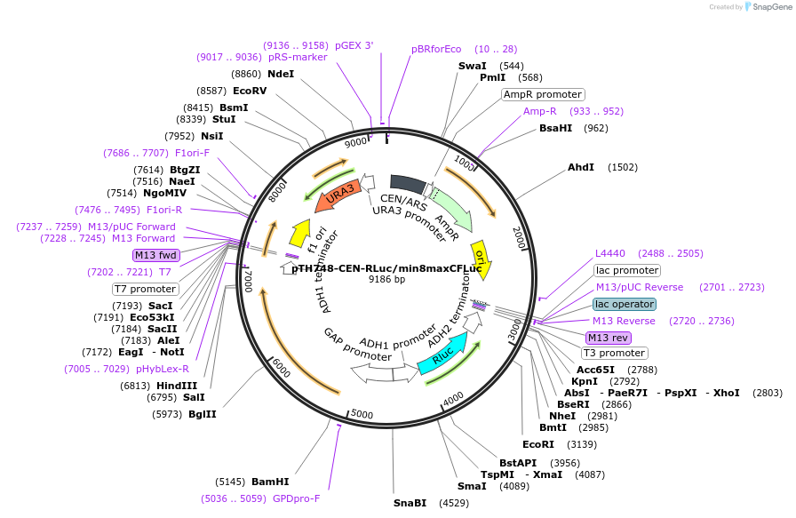 38214-plasmid-map-sequence-id-48291