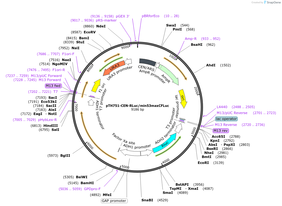 38217-plasmid-map-sequence-id-48294