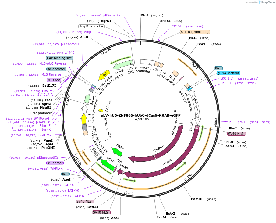 241308-plasmid-map-sequence-id-483070