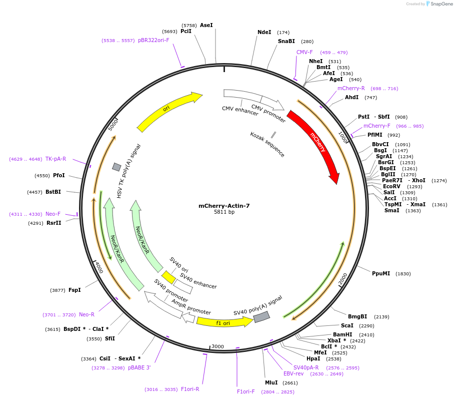54966-plasmid-map-sequence-id-483074