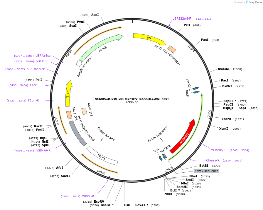 241244-plasmid-map-sequence-id-483105