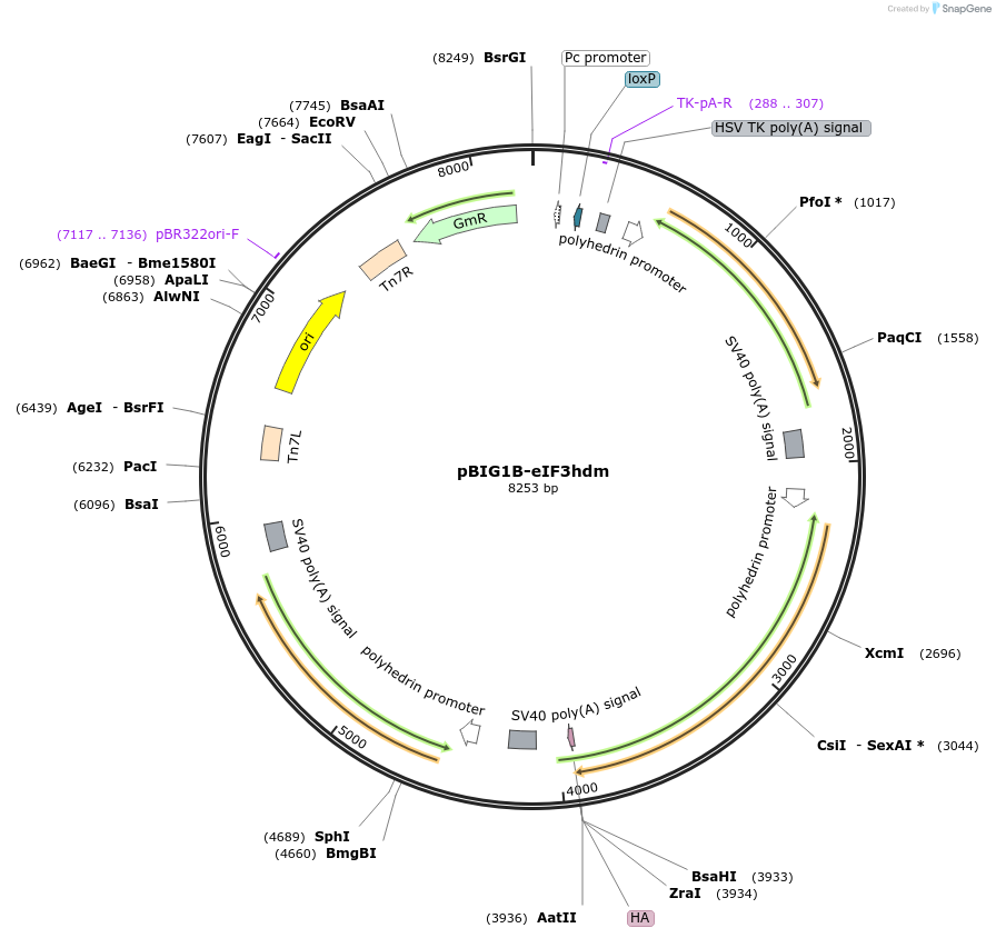 240038-plasmid-map-sequence-id-483153