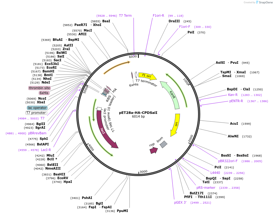 38254-plasmid-map-sequence-id-48330