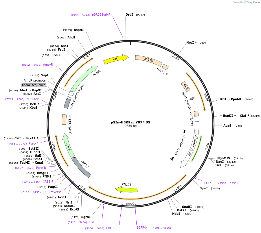 235132-plasmid-map-sequence-id-483319