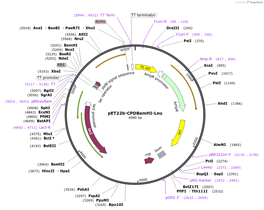 38256-plasmid-map-sequence-id-48332