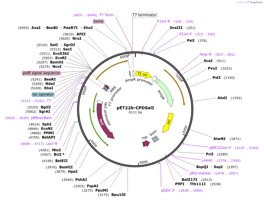38251-plasmid-map-sequence-id-48333