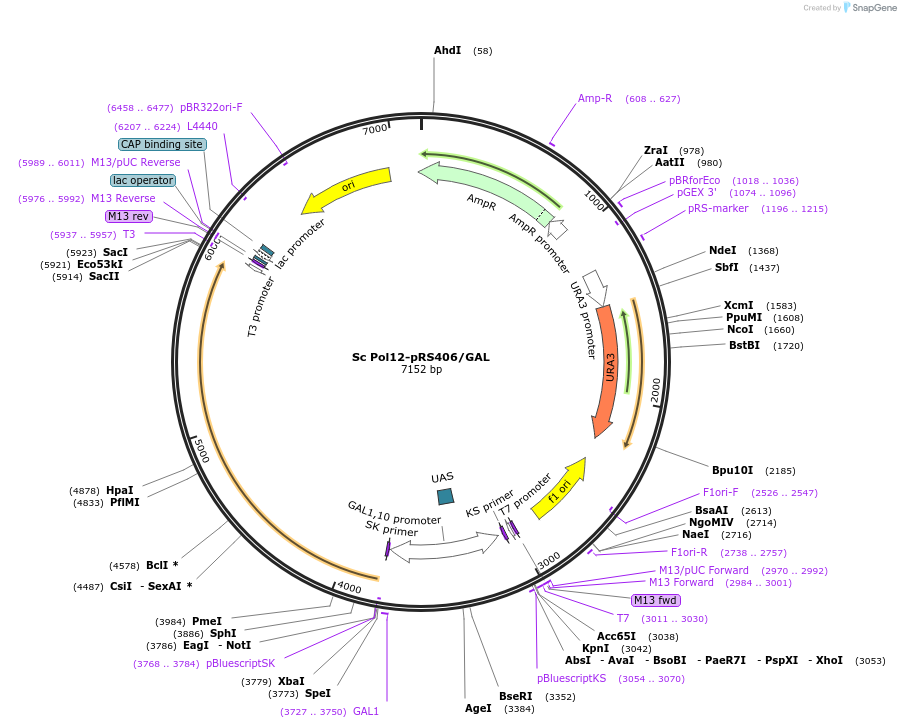 241976-plasmid-map-sequence-id-483376