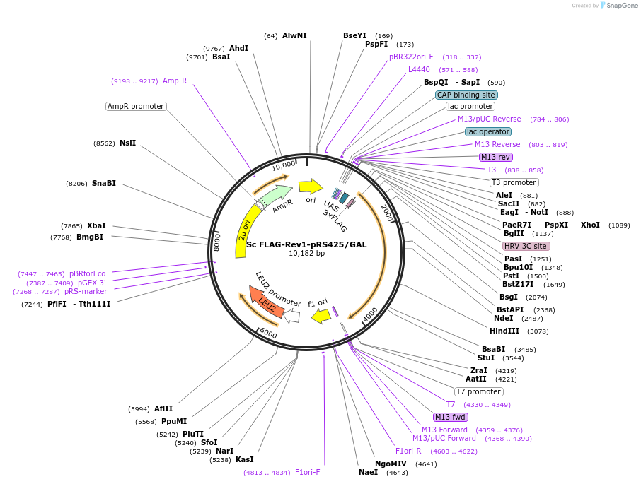 241979-plasmid-map-sequence-id-483379